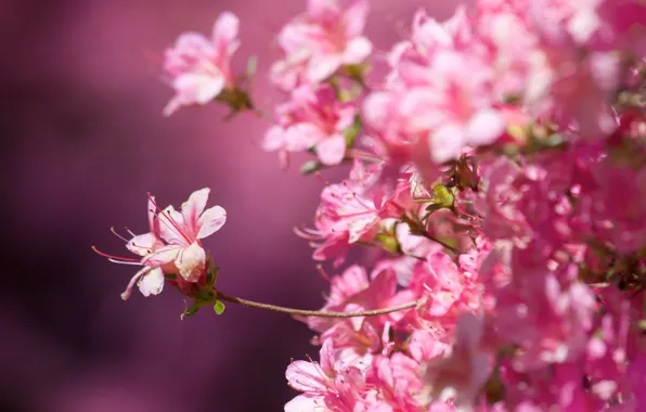 Macro, background, Sakura, flowering