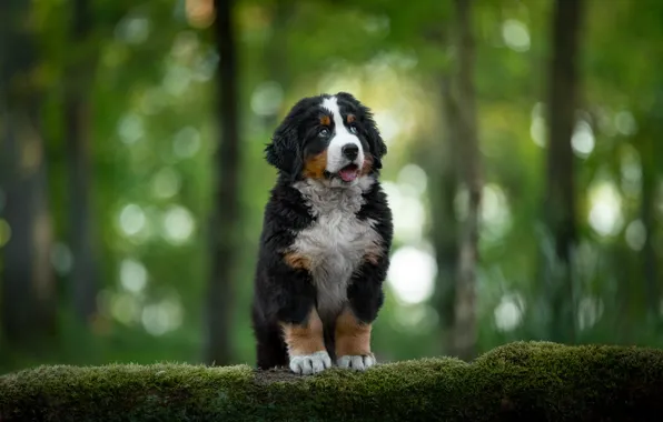 Forest, language, look, light, glare, Park, moss, dog