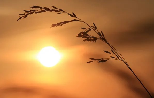 Picture the sun, spikelets, silhouette, a blade of grass, reed