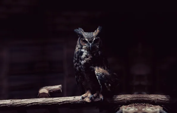 Look, owl, bird, branch, claws, dark