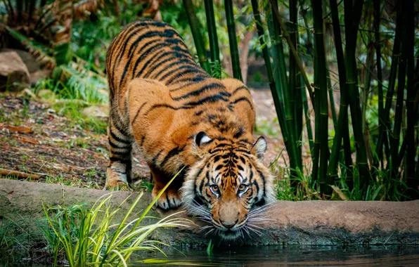 Look, face, nature, tiger, pose, background, shore, bamboo