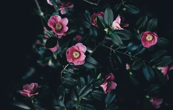 Leaves, flowers, branches, the dark background, pink, Camellia