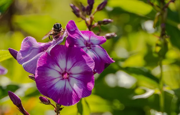 Greens, leaves, macro, flowers, fly, garden, insect, pink
