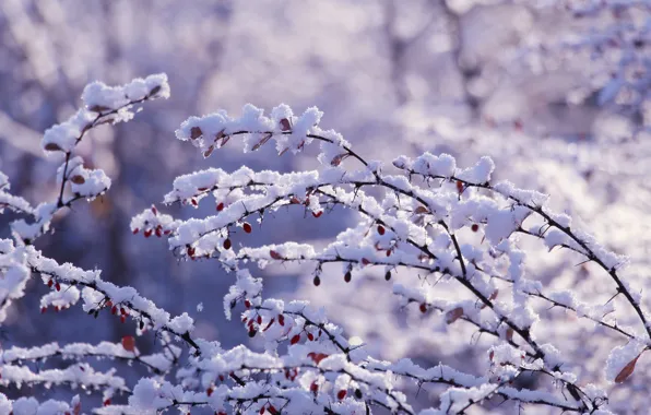 Park, winter, snow, branches, cold