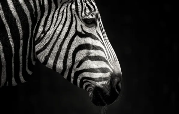 Strips, black and white, Zebra, profile
