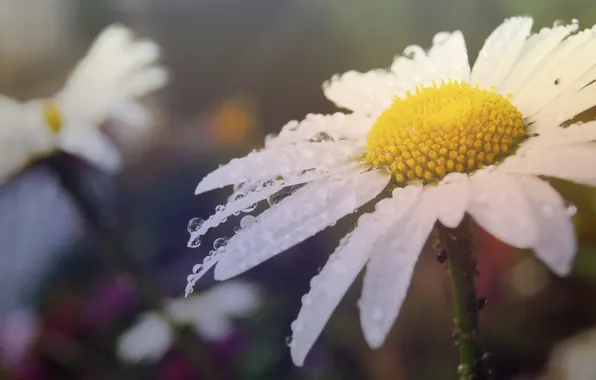 Picture macro, flowers, Daisy, venitomusic