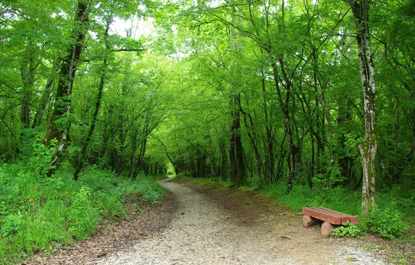 Picture greens, trees, bench, Forest, track