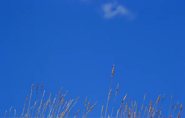Picture the sky, plant, stem