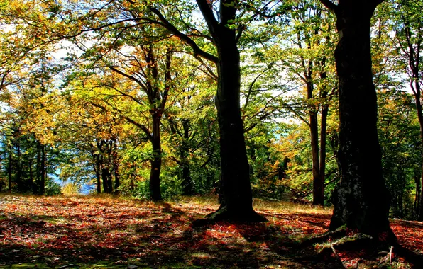 Autumn, forest, the sun, trees, Poland, Brenna