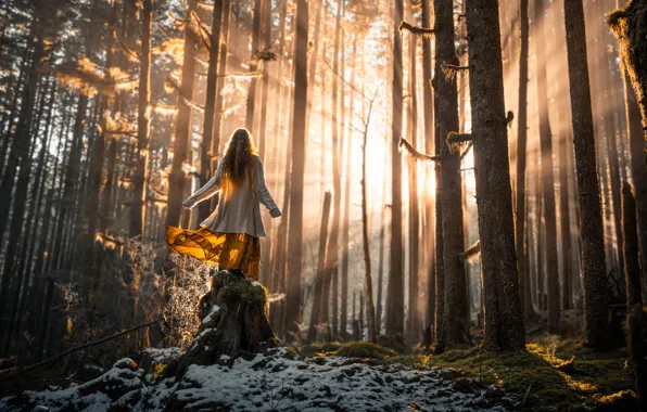 Picture forest, girl, rays, light