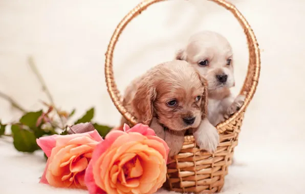 Flowers, roses, puppies, basket, flowers, dogs, dogs, roses