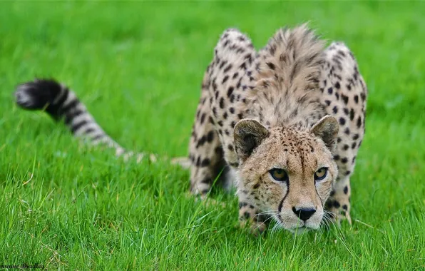 Picture grass, predator, Cheetah, sneaks
