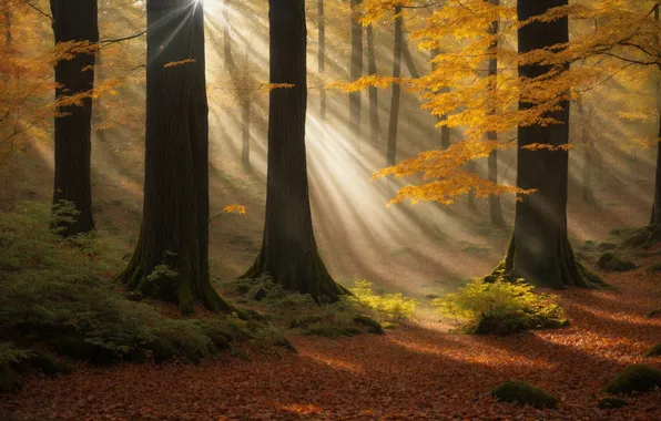 Autumn, forest, the sun, rays, light, trees, branches, nature