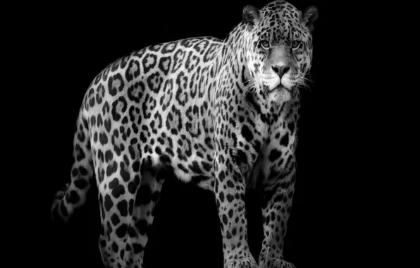 Jaguar, animal, wildlife, big cat