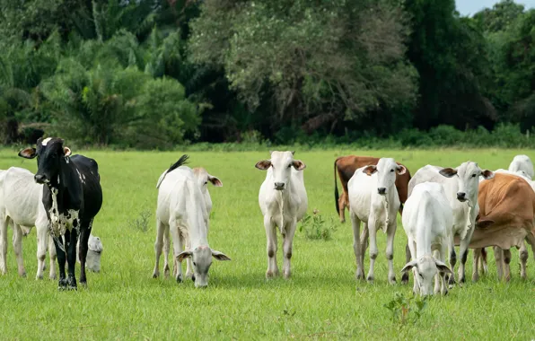 Field, trees, cows, white, brown, a lot, the herd