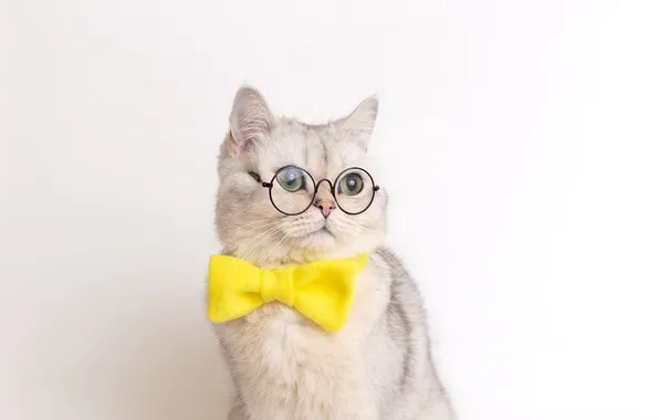 Cat, cat, look, pose, face