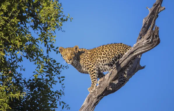 Light, pose, blue, tree, foliage, leopard, snag