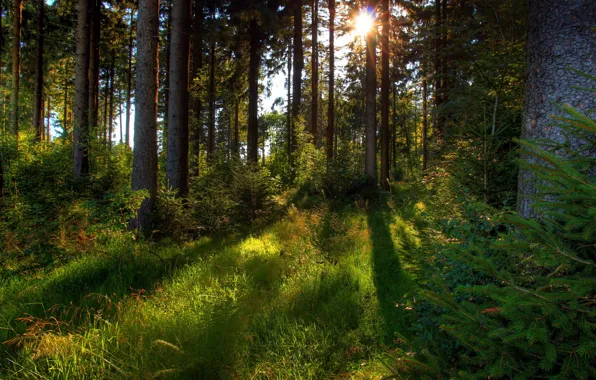 Forest, grass, the sun, trees, nature