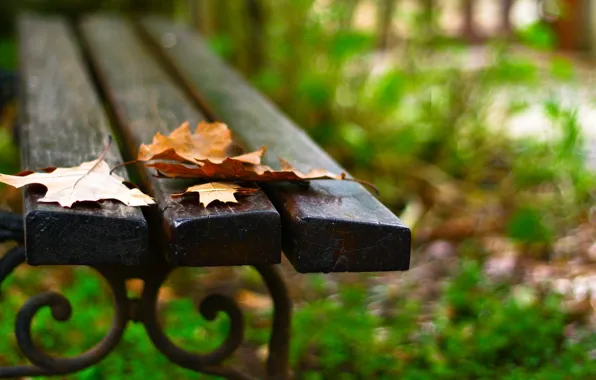 Leaves, macro, bench, background, widescreen, Wallpaper, shop, leaf