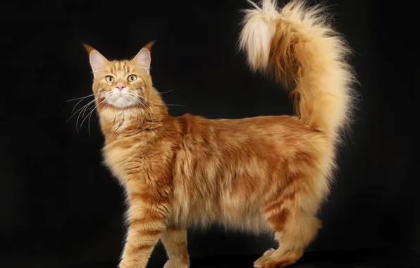 Cat, fluffy, red, home, Maine Coon, pedigree, native breed