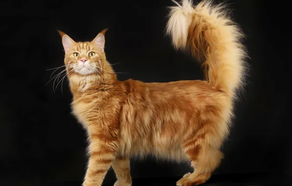 Cat, fluffy, red, home, Maine Coon, native breed, pedigree