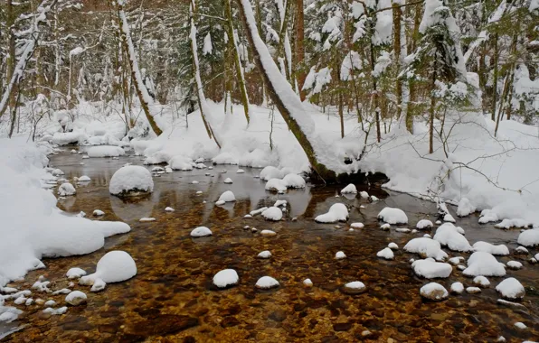 Picture winter, forest, snow, trees, pond, frost, forest, Nature