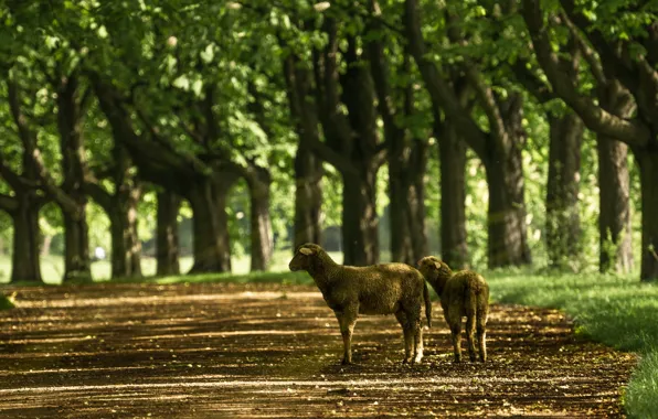Road, summer, grass, light, trees, nature, Park, foliage
