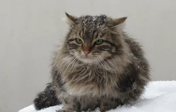 Cold, winter, snow, angry