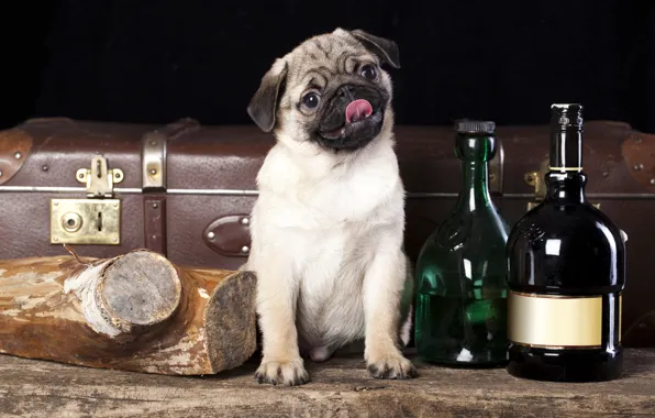 Picture dog, pug, suitcase, bottle, log