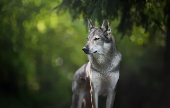 Look, branches, nature, pose, wolf, portrait, dog, grey