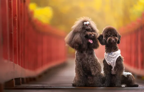 Language, look, nature, dog, puppies, the fence, puppy, blouse