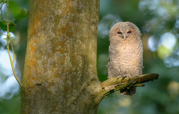 Picture trees, background, owl, bird, bitches, bokeh