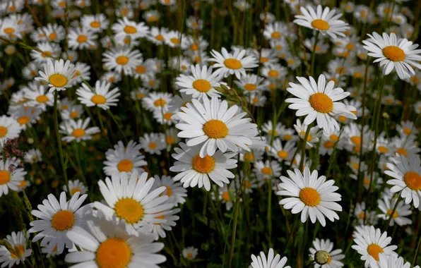 Summer, flowers, chamomile, meadow, white, a lot, chamomile field, leucanthemum