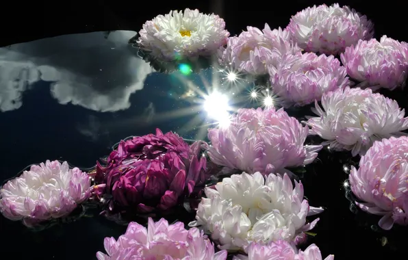 Water, the sun, clouds, rays, light, flowers, glare, reflection