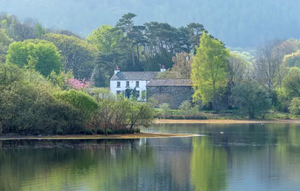 Forest, the sun, trees, fog, lake, shore, England, home