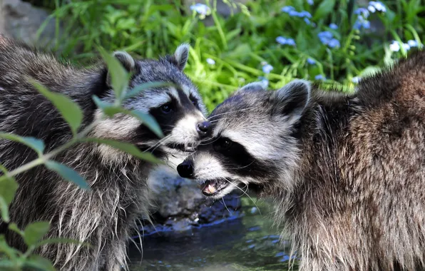 Picture grass, pair, profile, raccoons