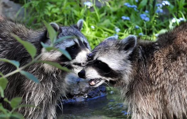 Grass, pair, profile, raccoons