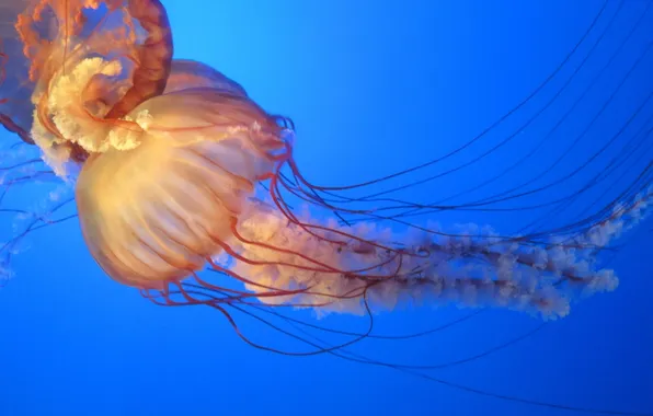 Picture water, blue, the ocean, Sea, jellyfish