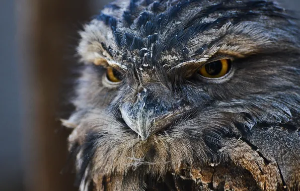 Picture look, owl, feathers, beak