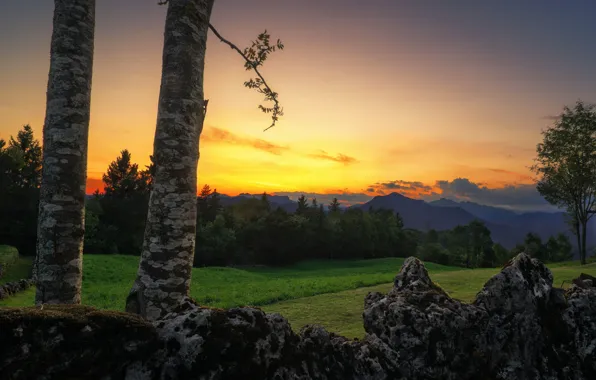 Forest, trees, sunset, mountains, stones, trunks