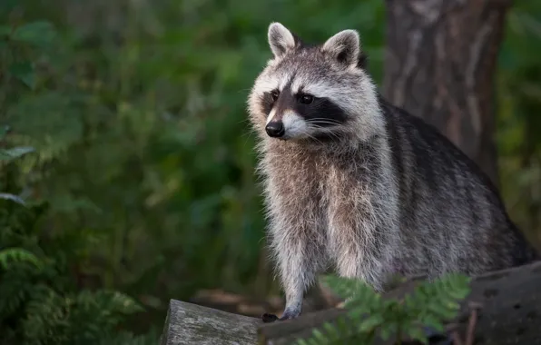 Greens, summer, look, trees, nature, pose, background, raccoon