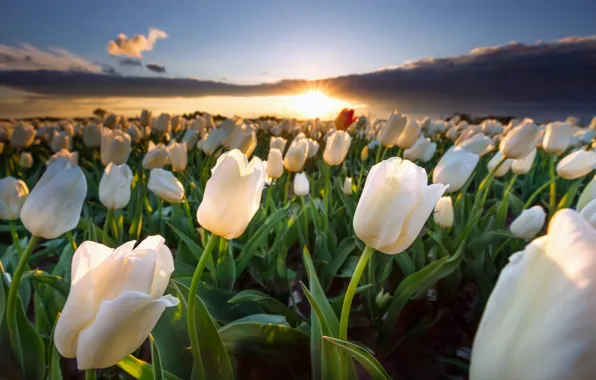 Field, the sun, rays, landscape, sunset, flowers, nature, tulips