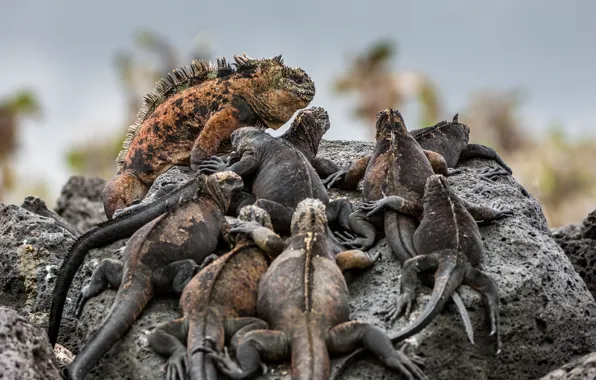 Reptiles, Island, iguana, Galapagos die