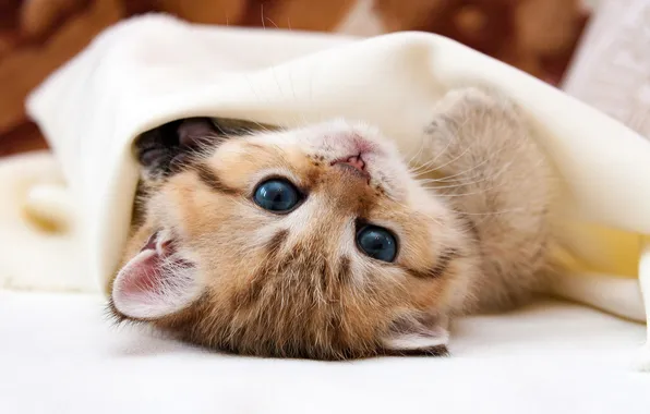Cat, look, pose, kitty, baby, blanket, red, lies