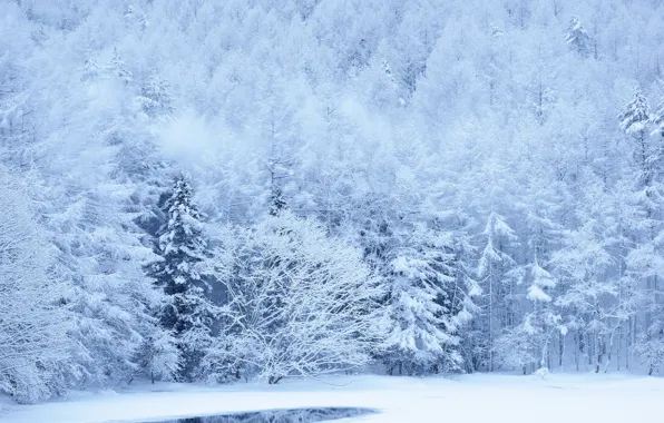Picture winter, forest, snow, trees, slope