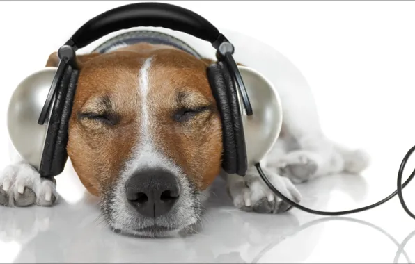 Picture dog, headphones, relax, Music, animals, oops, dogs, other