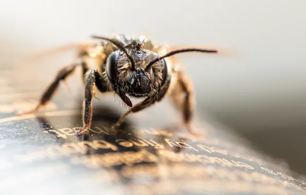Macro, bee, insect