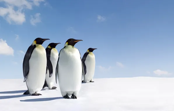 Ice, penguins, are