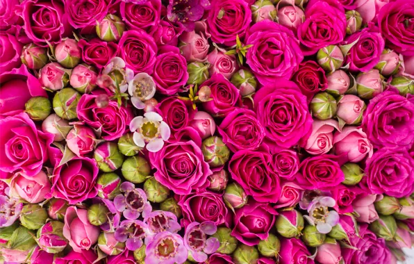 Roses, pink, flowers, roses