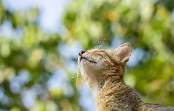 Looking up, blur bokeh, tabby kitten